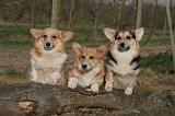 CORGI PEMBROKE 1408